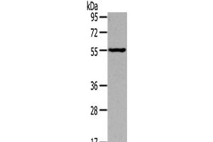 Western Blot analysis of Mouse muscle tissue using THRA Polyclonal Antibody at dilution of 1/400 (THRA anticorps)