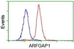 Image no. 16 for anti-ADP-Ribosylation Factor GTPase Activating Protein 1 (ARFGAP1) antibody (ABIN1496679) (ARFGAP1 anticorps)