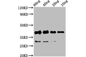 Western Blot Positive WB detected in Recombinant protein All lanes: rbm24 antibody at 4. (RBM24 anticorps  (AA 2-78))