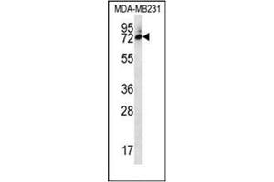 Western blot analysis of SIX5 Antibody  in MDA-MB231 cell line lysates (35ug/lane).
