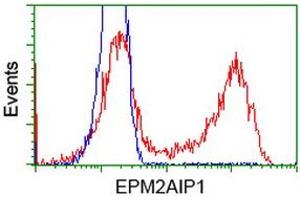 HEK293T cells transfected with either RC209239 overexpress plasmid (Red) or empty vector control plasmid (Blue) were immunostained by anti-EPM2AIP1 antibody (ABIN2452994), and then analyzed by flow cytometry. (EPM2AIP1 anticorps)