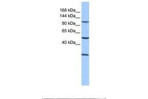 Image no. 1 for anti-Stromal Antigen 3 (STAG3) (AA 737-786) antibody (ABIN6738878) (STAG3 anticorps  (AA 737-786))