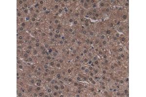 Figure. (ADAM22 anticorps  (AA 370-582))