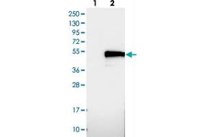 Western blot analysis of Lane 1: Negative control (vector only transfected HEK293T lysate), Lane 2: Over-expression Lysate (Co-expressed with a C-terminal myc-DDK tag (~3. (TMEM143 anticorps)