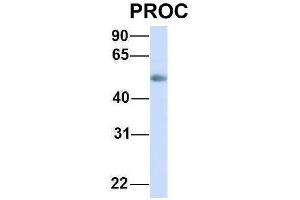 Host:  Rabbit  Target Name:  PROC  Sample Type:  Human Adult Placenta  Antibody Dilution:  1.