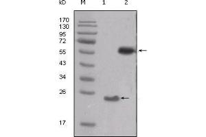 Western blot analysis using SRC mouse mAb against truncated SRC-His recombinant protein (1) and PMA treated THP-1 cell lysate (2).