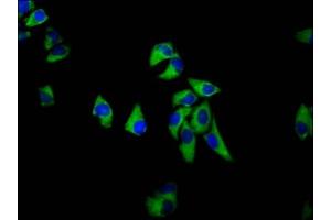 Immunofluorescence staining of Hela cells with ABIN7168827 at 1:133, counter-stained with DAPI.