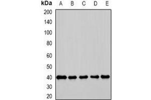 Western blot analysis of GBL expression in K562 (A), HepG2 (B), COS7 (C), mouse testis (D), mouse spleen (E) whole cell lysates. (GBL anticorps)