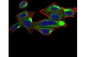 Immunofluorescence analysis of Hela cells using RALA mouse mAb (green).