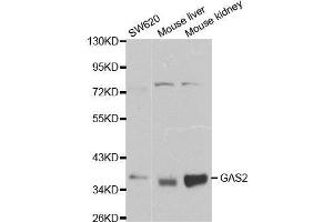 Western blot analysis of extracts of various cell lines, using GAS2 antibody. (GAS2 anticorps  (AA 1-100))