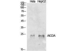 Western Blotting (WB) image for anti-Activation-Induced Cytidine Deaminase (AICDA) (Internal Region) antibody (ABIN3181420)