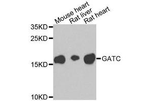 Western blot analysis of extracts of various cell lines, using GATC antibody (ABIN5995709) at 1/1000 dilution. (GATC anticorps)