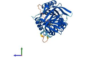 AlphaFold protein structure predicition of Mouse Recombinant Serpinb6 Protein, UniprotID Q60854