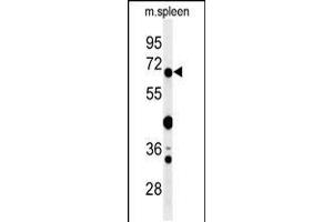 Western blot analysis of GBP7 Antibody in mouse spleen tissue lysates (35ug/lane) (GBP7 anticorps  (C-Term))