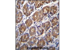 PGA4 Antibody (C-term) (ABIN656949 and ABIN2850496) immunohistochemistry analysis in formalin fixed and paraffin embedded human stomach tissue followed by peroxidase conjugation of the secondary antibody and DAB staining.