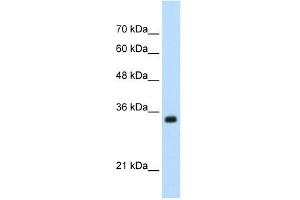ApoBEC3D antibody used at 0. (APOBEC3D anticorps)