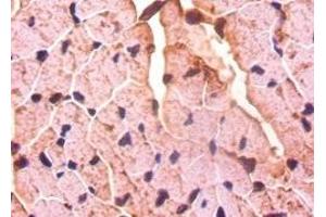 Immunohistochemistry of paraffin-embedded mouse heart tissue using ABIN7149575 at dilution of 1:50