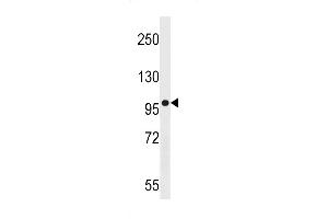 AG Antibody (N-term) (ABIN1539146 and ABIN2848981) western blot analysis in  cell line lysates (35 μg/lane).