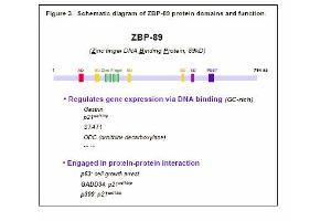 Image no. 1 for anti-Zinc Finger Protein 148 (ZNF148) antibody (ABIN117932) (ZNF148 anticorps)