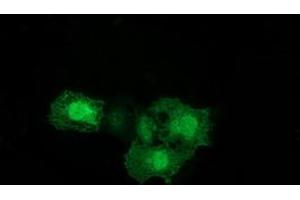 Anti-ERCC1 mouse monoclonal antibody (ABIN2453822) immunofluorescent staining of COS7 cells transiently transfected by pCMV6-ENTRY ERCC1 (RC200478). (ERCC1 anticorps)