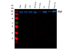 anti-Large Proline-Rich Protein BAT3 (BAT3) antibody