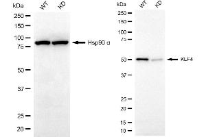 Western blotting analysis using KLF4 antibody (ABIN7799216). (Recombinant KLF4 anticorps)