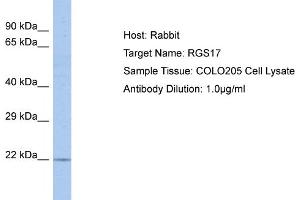 Host: Rabbit Target Name: RGS17 Sample Tissue: Human COLO205 Whole Cell Antibody Dilution: 1ug/ml (RGS17 anticorps  (C-Term))