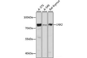 Western blot analysis of extracts of various cell lines using LNX2 Polyclonal Antibody at dilution of 1:1000. (LNX2 anticorps)