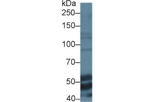 Western blot analysis of Mouse Liver Lysate, using anti-Mouse ELN Antibody (1 μg/ml) and HRP-conjugated Goat Anti-Rabbit antibody (abx400043, 0. (Elastin anticorps  (AA 266-443))