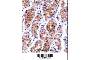 GTF2E1 Antibody immunohistochemistry analysis in formalin fixed and paraffin embedded human stomach tissue followed by peroxidase conjugation of the secondary antibody and DAB staining.
