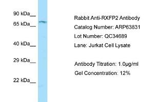 Western Blotting (WB) image for anti-Relaxin/insulin-Like Family Peptide Receptor 2 (RXFP2) (C-Term) antibody (ABIN2789637) (RXFP2 anticorps  (C-Term))