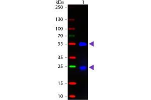 Western blot of Fluorescein conjugated Donkey Fab Anti-Goat IgG secondary antibody. (Âne anti-Chévre IgG (Heavy & Light Chain) Anticorps (FITC) - Preadsorbed)