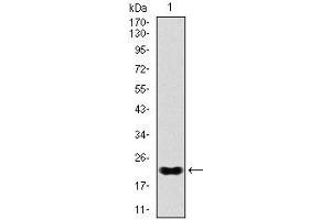 Nkx2-2 anticorps
