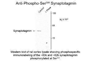 Western blot of Anti-Synaptotagmin pS309 (Rabbit) Antibody - 612-401-E39 Western Blot of Rabbit anti-Synaptotagmin pS309 antibody. (Synaptotagmin anticorps  (pSer309))