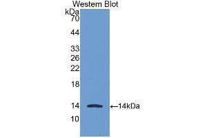 Western Blotting (WB) image for anti-Chemokine (C-X-C Motif) Ligand 11 (CXCL11) antibody (Biotin) (ABIN1175478)
