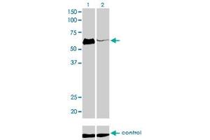 Western blot analysis of HCLS1 over-expressed 293 cell line, cotransfected with HCLS1 Validated Chimera RNAi (Lane 2) or non-transfected control (Lane 1). (HCLS1 anticorps  (AA 266-355))