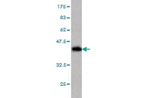 Western Blot detection against Immunogen (37.