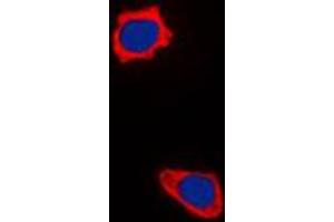 Immunofluorescent analysis of COX17 staining in HepG2 cells. (COX17 anticorps  (N-Term))