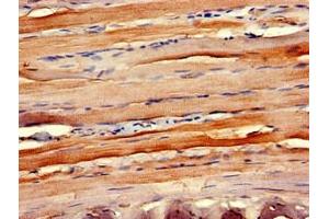 Immunohistochemistry of paraffin-embedded human skeletal muscle tissue using ABIN7145918 at dilution of 1:100