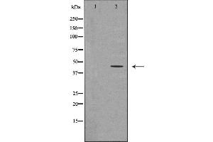 Western blot analysis of extracts of THP1, using CHI3L1antibody. (CHI3L1 anticorps  (Internal Region))