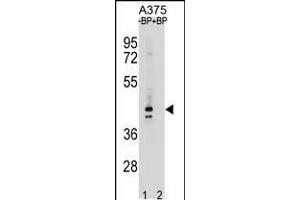 OR5AC2 Antibody pre-incubated without(lane 1) and with(lane 2) blocking peptide in A375 cell line lysate. (OR5AC2 anticorps  (C-Term))