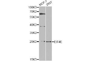 Western blot analysis of extracts of various cell lines, using EIF4E antibody. (EIF4E anticorps)