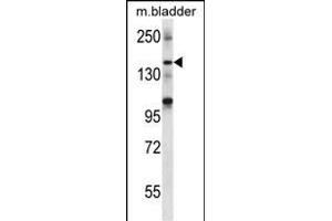 SHANK2 Antibody (Center) (ABIN656710 and ABIN2845940) western blot analysis in mouse bladder tissue lysates (35 μg/lane). (SHANK2 anticorps  (AA 879-908))