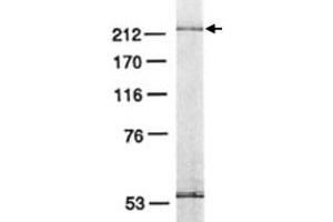 Western blot analysis of POLE3 in HeLa cell lysate with POLE3 monoclonal antibody .