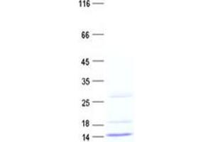 Validation with Western Blot (GHRH Protein (His tag))