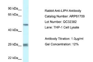 Western Blotting (WB) image for anti-Lipase H (LIPH) (C-Term) antibody (ABIN2788875)