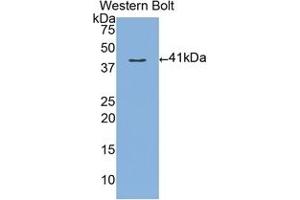 Detection of Recombinant MUC3, Human using Polyclonal Antibody to Mucin 3 (MUC3) (MUC3A anticorps  (AA 2176-2280))