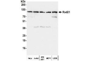 Western Blotting (WB) image for anti-RAD21 Homolog (RAD21) (C-Term) antibody (ABIN7458039)