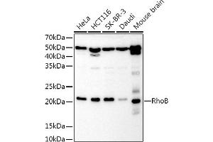 Western blot analysis of extracts of various cell lines, using RhoB Rabbit pAb antibody (ABIN3016775, ABIN3016776, ABIN3016777 and ABIN6219838) at 1:1000 dilution. (RHOB anticorps  (C-Term))