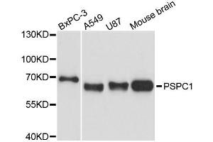 Western blot analysis of extracts of various cell lines, using PSPC1 antibody (ABIN5996698) at 1:3000 dilution. (PSPC1 anticorps)